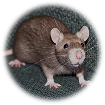 Maus und Rattenbekämpfung